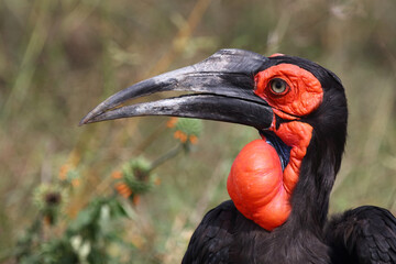 Fototapeta premium Kaffernhornrabe / Southern ground hornbill / Bucorvus leadbeateri