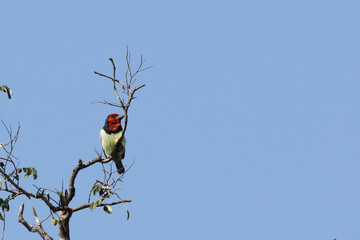 Halsband-Bartvogel / Black-collared barbet / Lybius torquatus