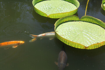 Victoria amazonica leaves the largest of the water lily family float on the water's surface