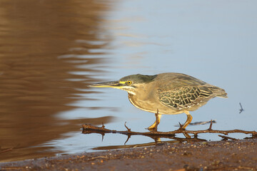 Mangrovenreiher / Green-backed heron / Butorides striatus