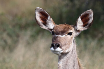 Fototapeta premium Großer Kudu / Greater kudu / Tragelaphus strepsiceros.