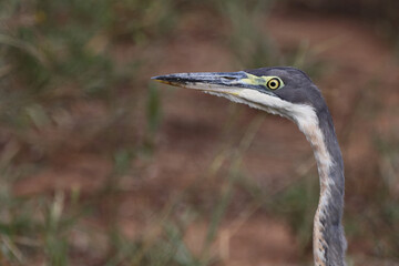 Schwarzhalsreiher / Black-headed heron / Ardea melanocephala