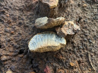 Marine Animal Fossil in the Former Excavation of Coal Mine in South Kalimantan