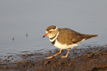 Dreibandregenpfeifer / Three-banded plover or Three-banded sandplover / Charadrius tricollaris