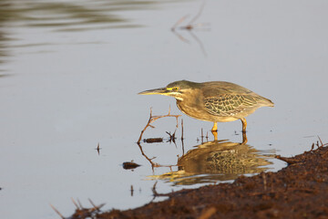 Mangrovenreiher / Green-backed heron / Butorides striatus