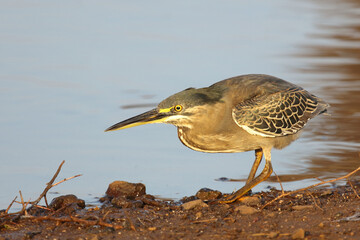 Mangrovenreiher / Green-backed heron / Butorides striatus