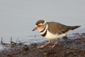 Dreibandregenpfeifer / Three-banded plover or Three-banded sandplover / Charadrius tricollaris