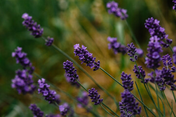 lavender flowers