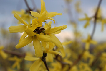 Obraz premium A branch of blooming forsythia against the blue sky. Yellow flowers on a bush in early spring before Easter. Macro background