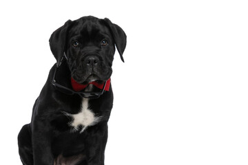cute cane corso dog with sunglasses falling off his eyes