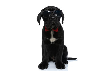 cool seated cane corso dog wearing sunglasses