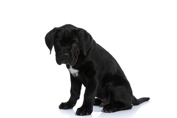 seated cane corso dog looking at the camera