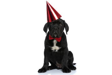 seated cute cane corso dog wearing a red birthday hat