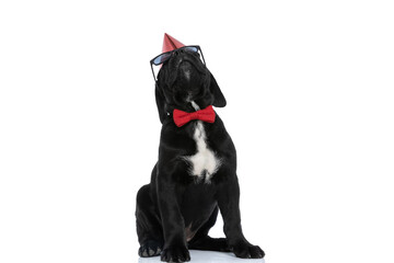 beautiful cane corso dog wearing a birthday hat