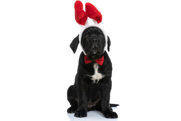 adorable seated cane corso dog wearing bunny ears