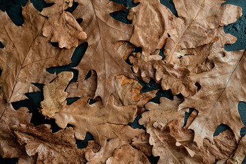 Wet brown oak leaves on black slate background top view
