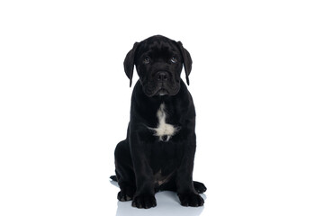 cute cane corso dog making puppy eyes