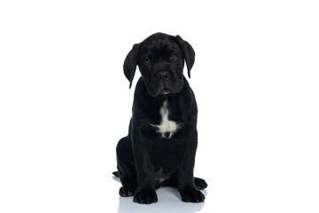 seated beautiful cane corso dog looking at the camera