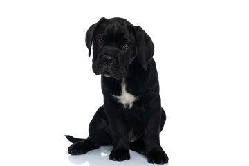 sweet cane corso dog looking away and sitting