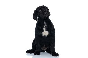 adorable seated cane corso dog looking above him