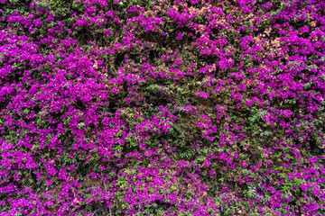 Pink Purple Flowers Blooming Background