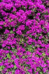 Fototapeta premium Pink Purple Flowers Blooming Background