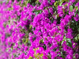 Pink Purple Flowers Blooming Background