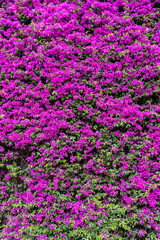 Pink Purple Flowers Blooming Background
