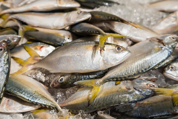 Fresh fish on ice display in a supermarket.