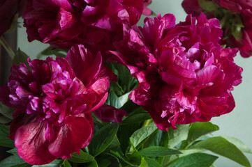 Fototapeta premium Peony flower macro shot