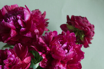 Obraz premium Peony flower macro shot