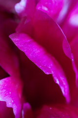 Peony flower fragment macro shot