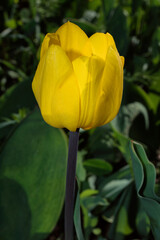 Flower bed in the garden. Yellow tulip (Latin: Tulipa) on the background of green leaves, close-up.