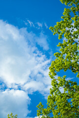 Green leaves and sky background. Fresh green leaves dense of Tilia or linden. tree and sky background