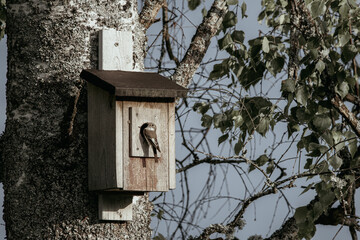 Bird in Birdhouse