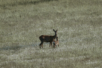 Mama Deer with baby Deer