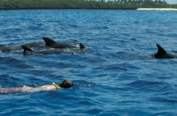 Deurstickers Nager avec les Dauphins avec masque et tuba en haute mer en Afrique © Andre
