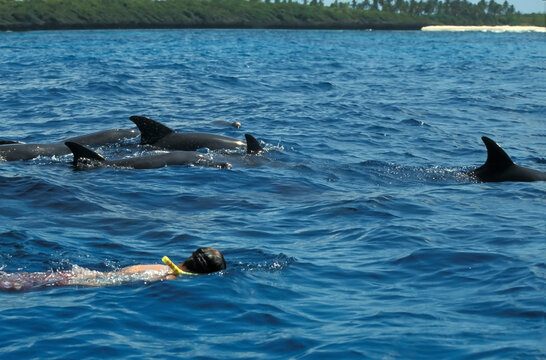 Nager avec les Dauphins avec masque et tuba en haute mer en Afrique