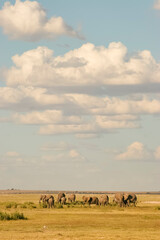 Eléphants Loxodonta africana au Kenya