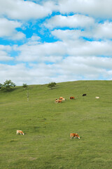 Free-range dairy farming cows grazing on Zlatibor hills slopes