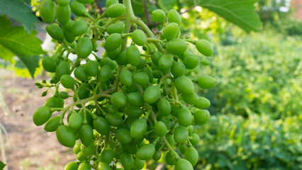 a bunch of young grapes on a branch