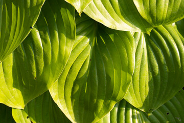 light green foliage, nature background