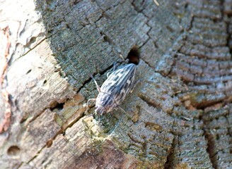 Grey beetle (Agrypnus murinus) sits on a tree
