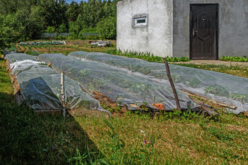 Garden beds with strawberries are covered with a cloth from pests