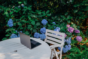 Laptop computer on white wooden table in the garden with blooming hydrangea flowers. Remote work...