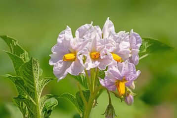 Close up of the flowers of the potato plant