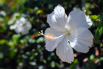 A single white Hibiscus flower on a green leaf background