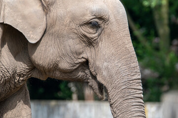 Fototapeta premium elephanthead in zoo