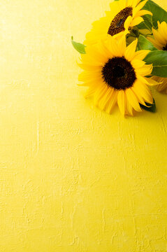 黄色い背景の向日葵