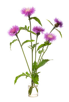 Centaurea (centaury, centory) in a glass vessel on a white background